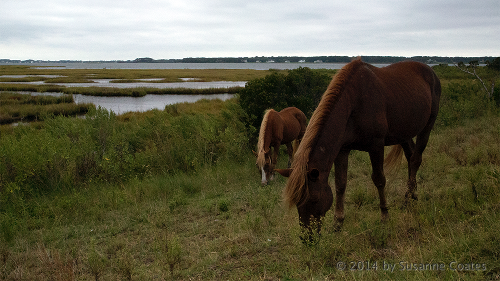 The horses of Assateague Island